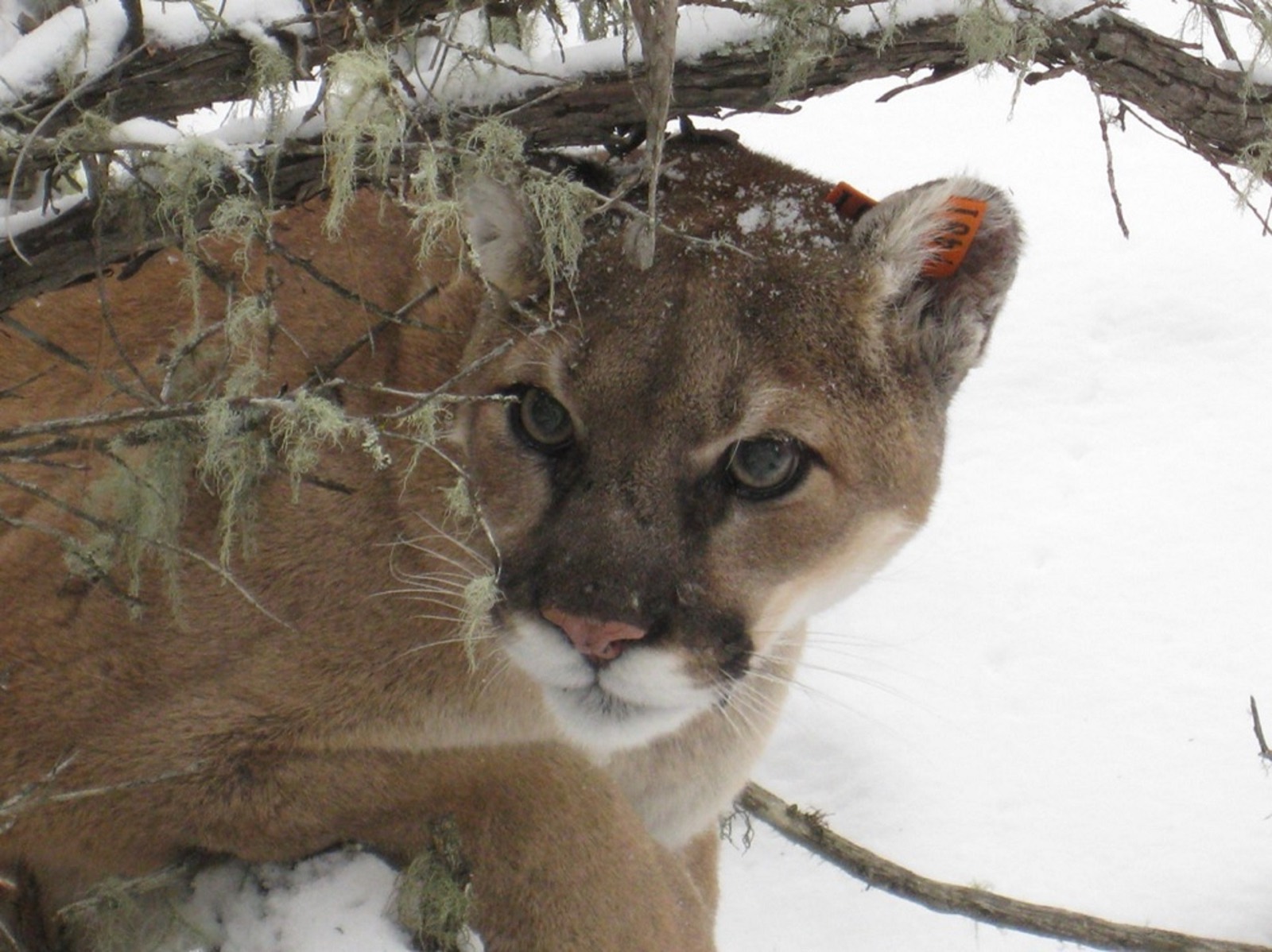 Cougar (Mountain Lion)