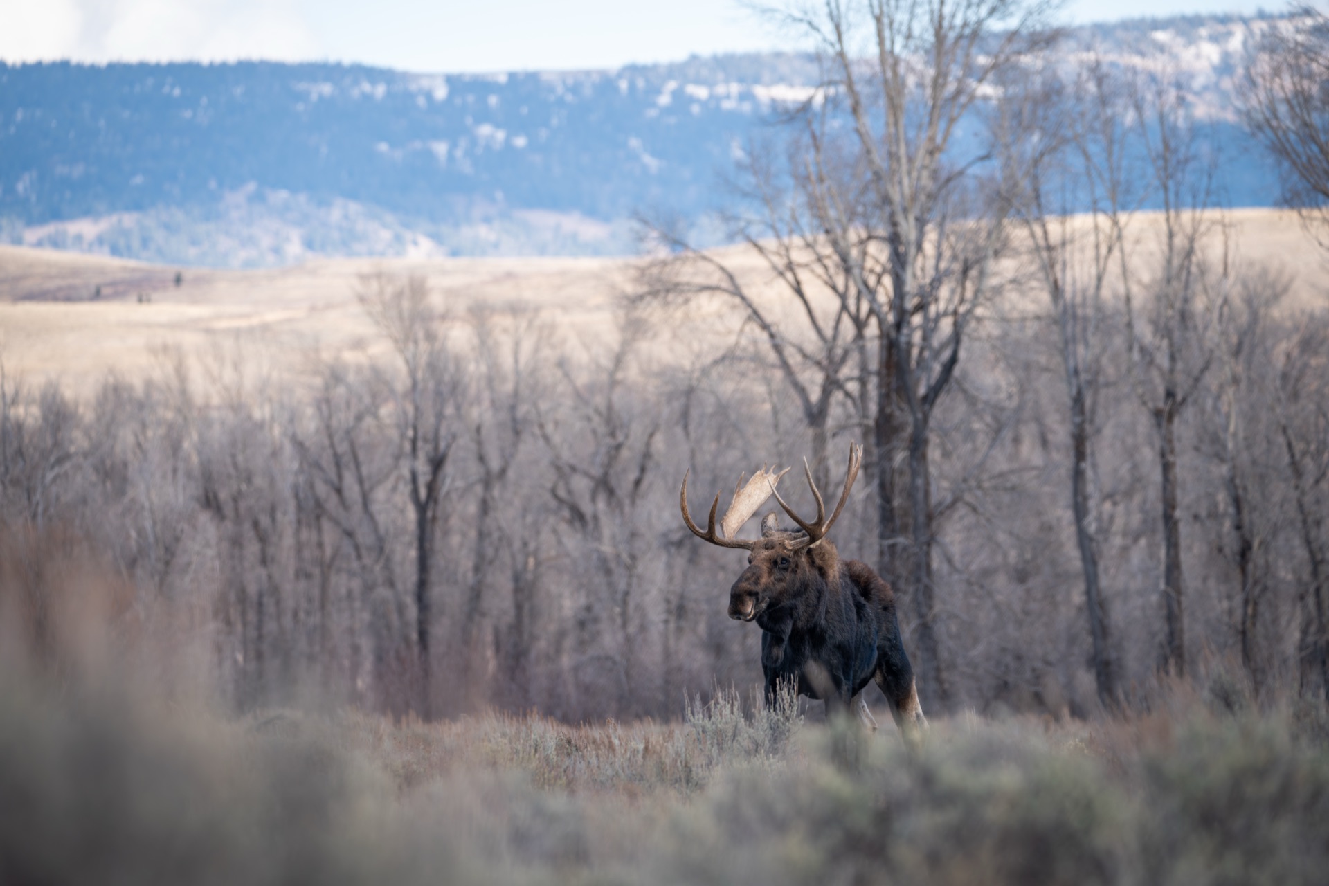 Shiras Moose