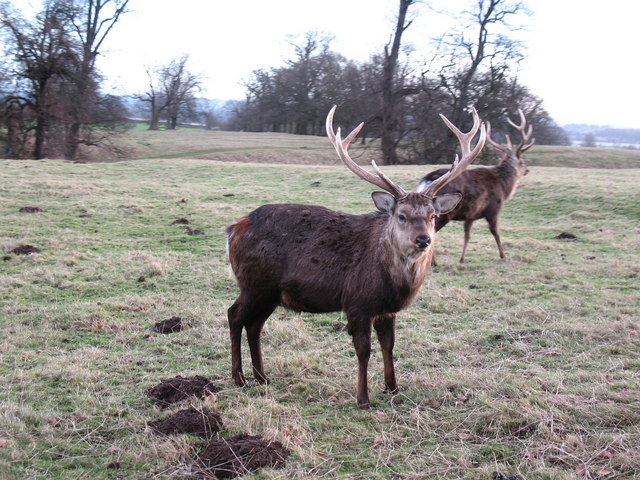 Sika Deer