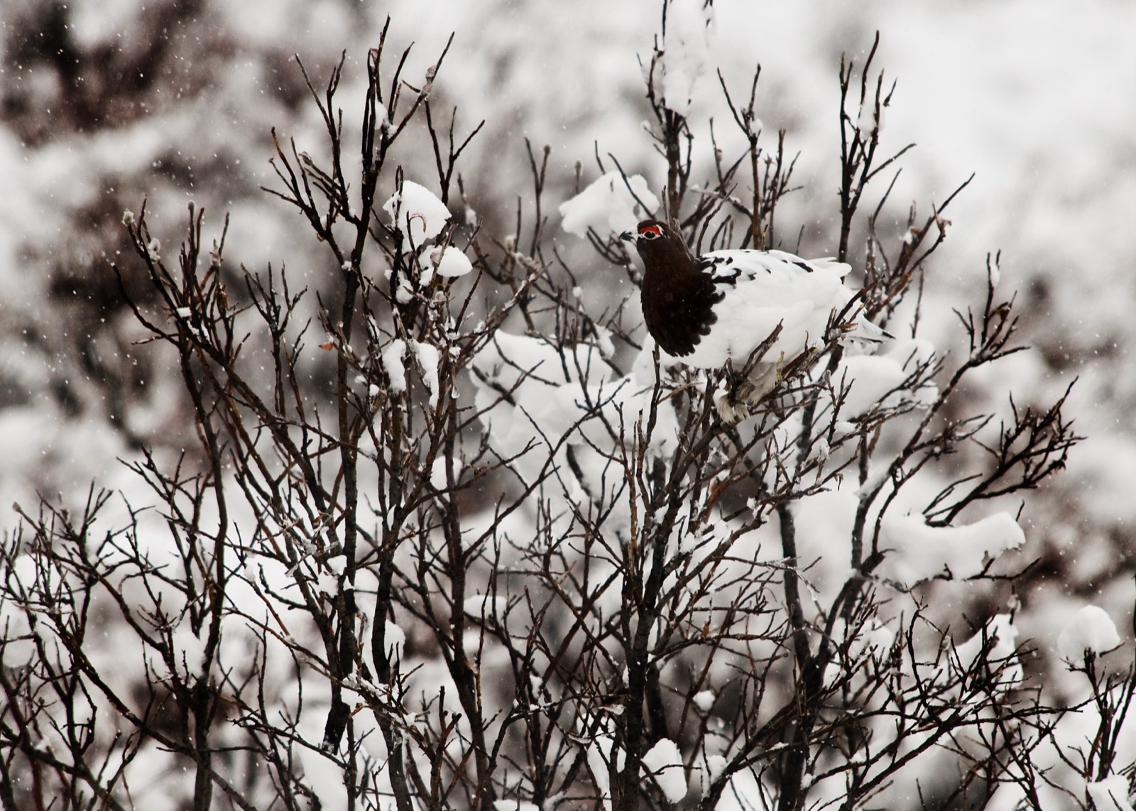 Ptarmigan