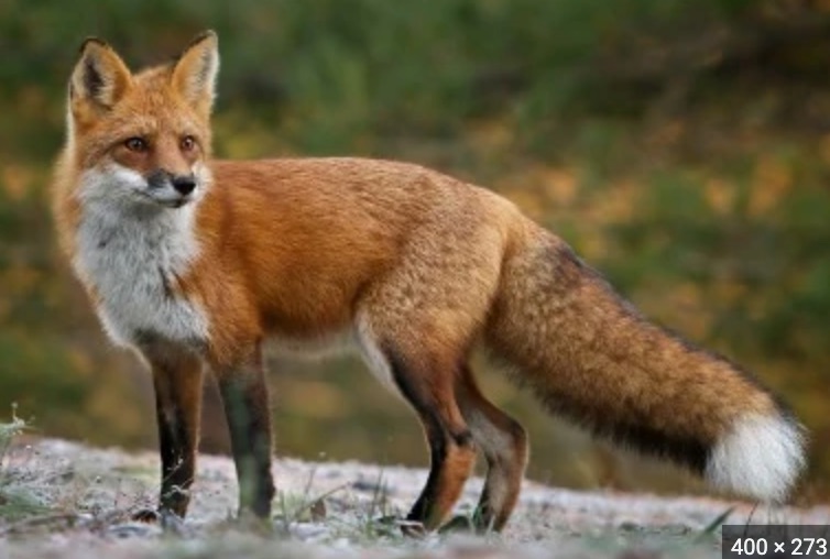 Red Fox