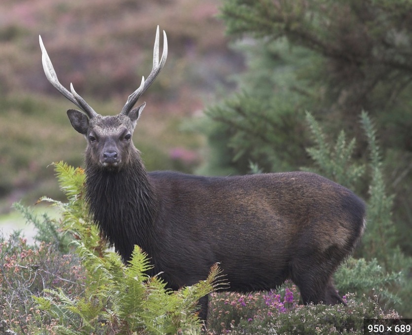 Sitka Deer