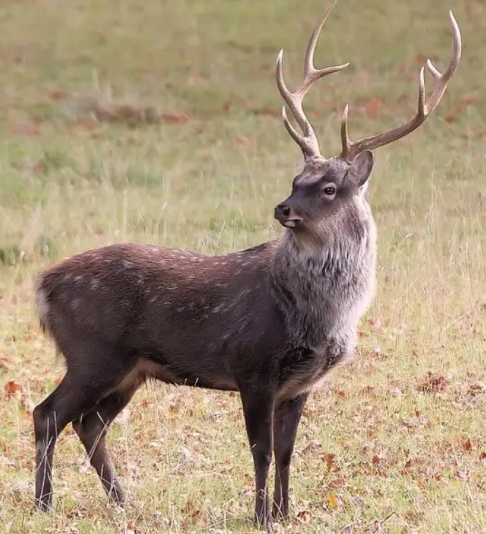 Eastern Shore Sika Deer Rut in Dorchester County