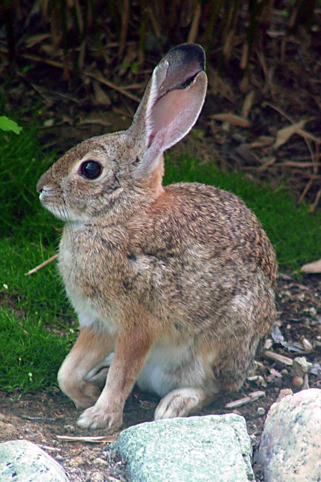 Desert Cottontail & Jackrabbit