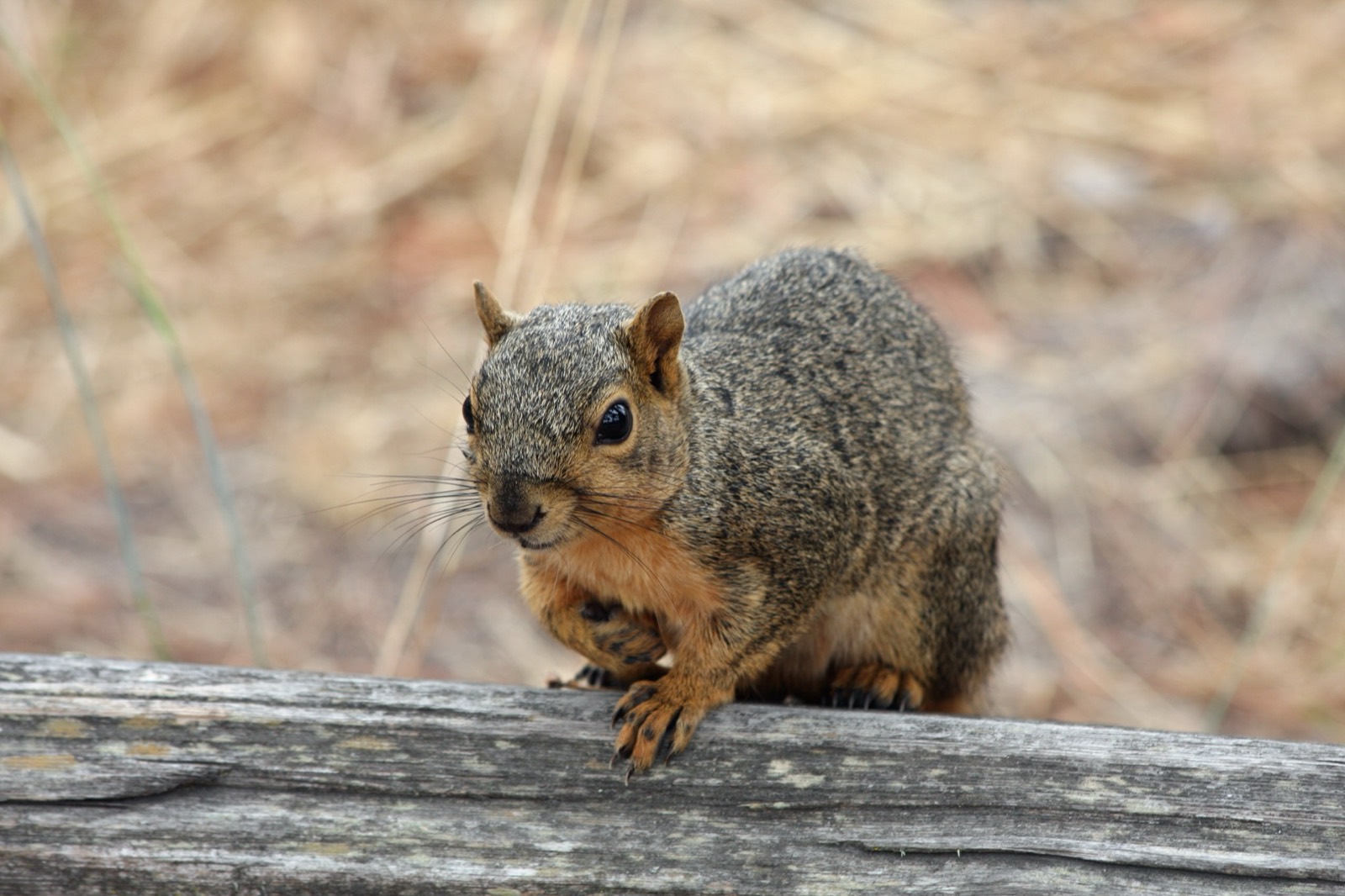 Eastern Fox & Grey Squirrel