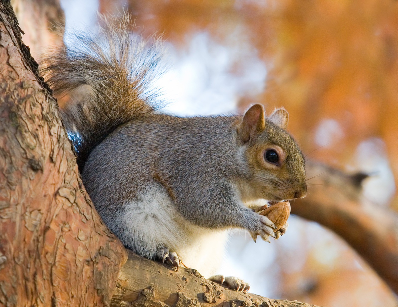 Eastern Grey & Fox Squirrel