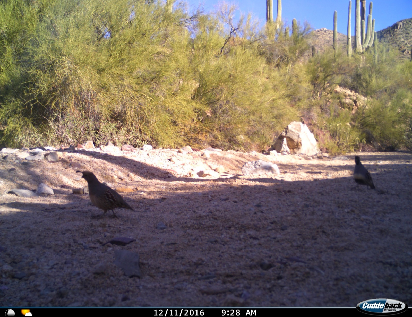 Gambel's Quail