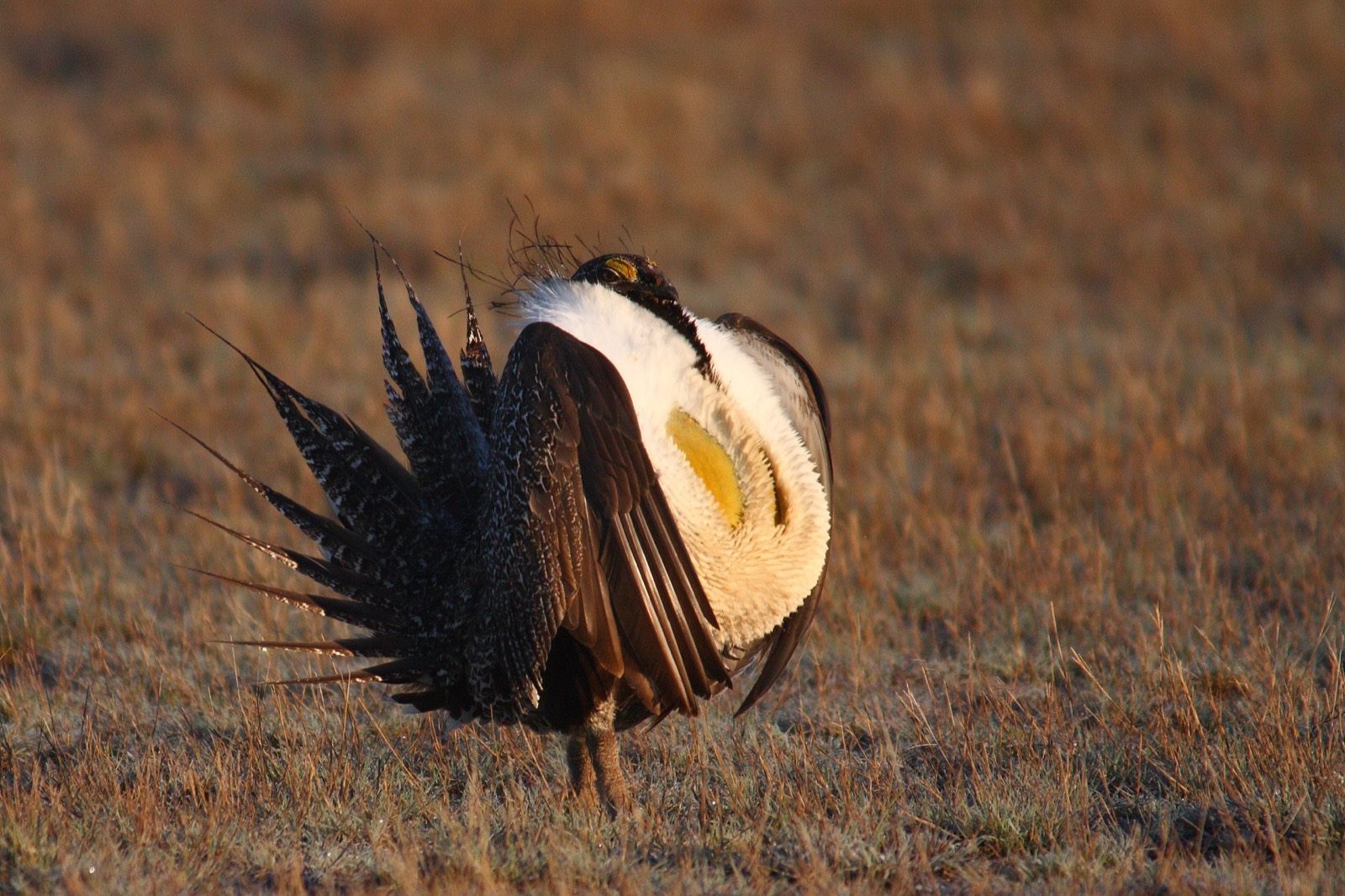 Greater Sage-Grouse
