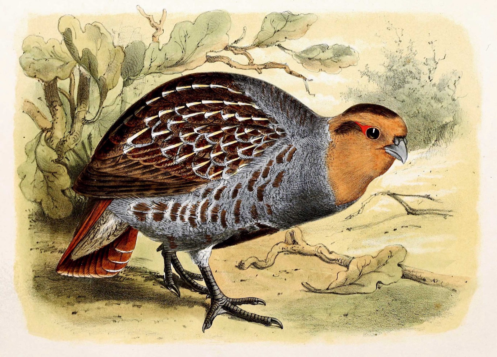 Hungarian (Grey) Partridge