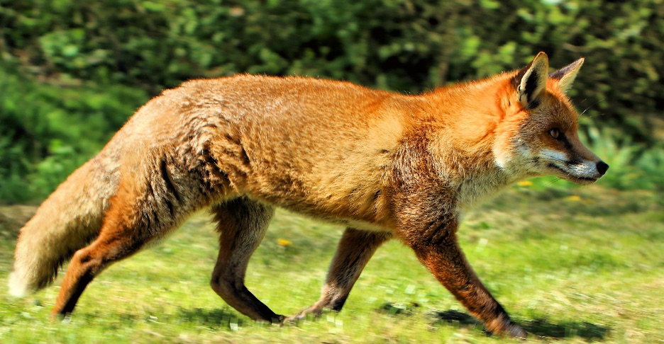 Red Fox & Coyote