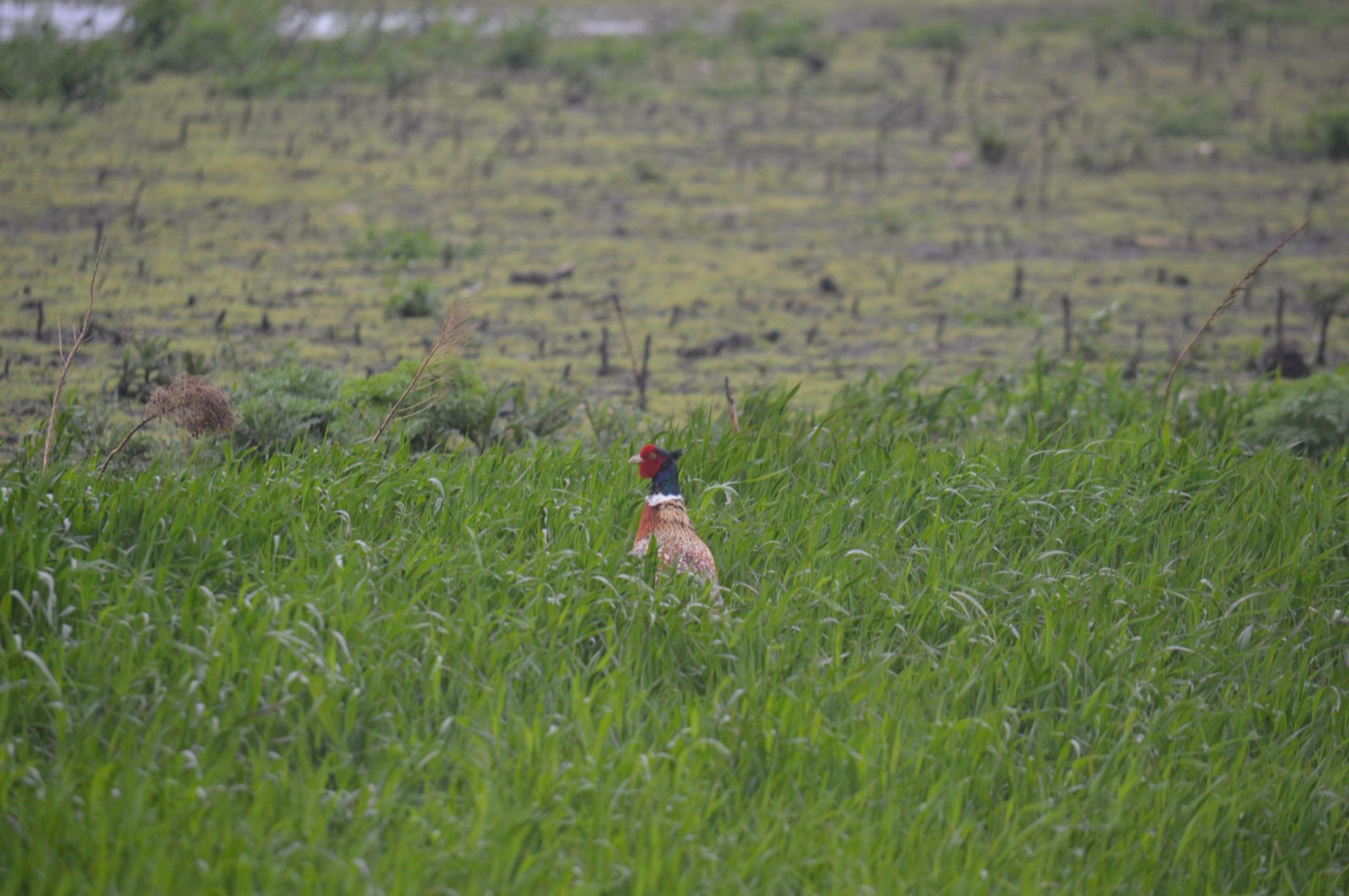 Ring-necked Pheasant