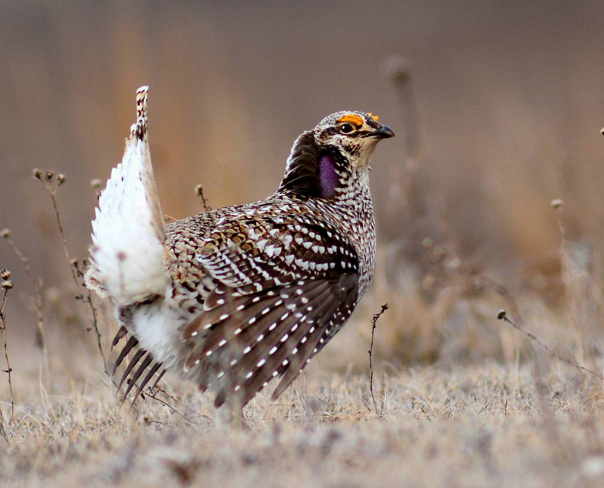 Greater Prairie-Chicken & Sharp-tailed Grouse
