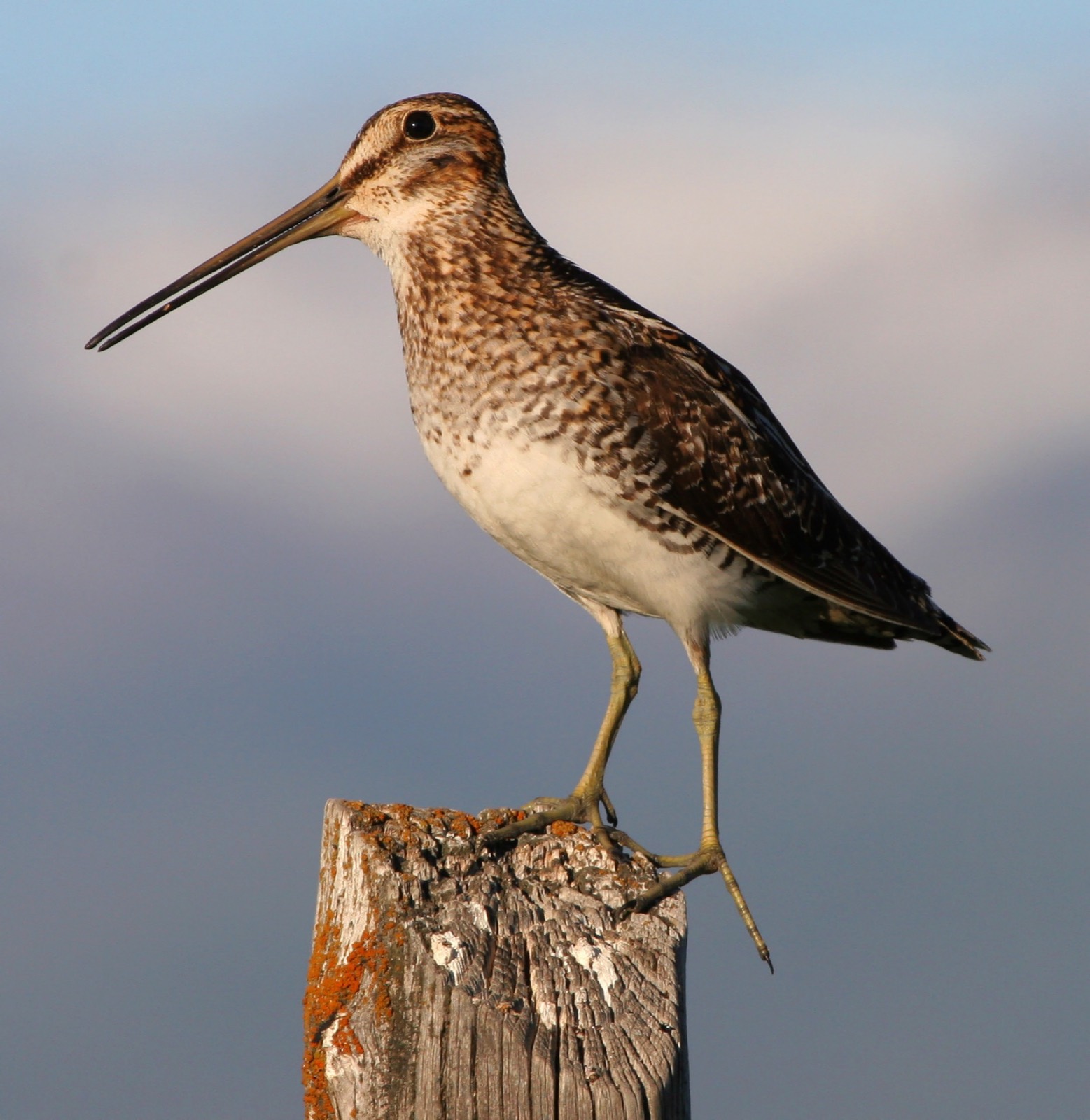Wilson's Snipe