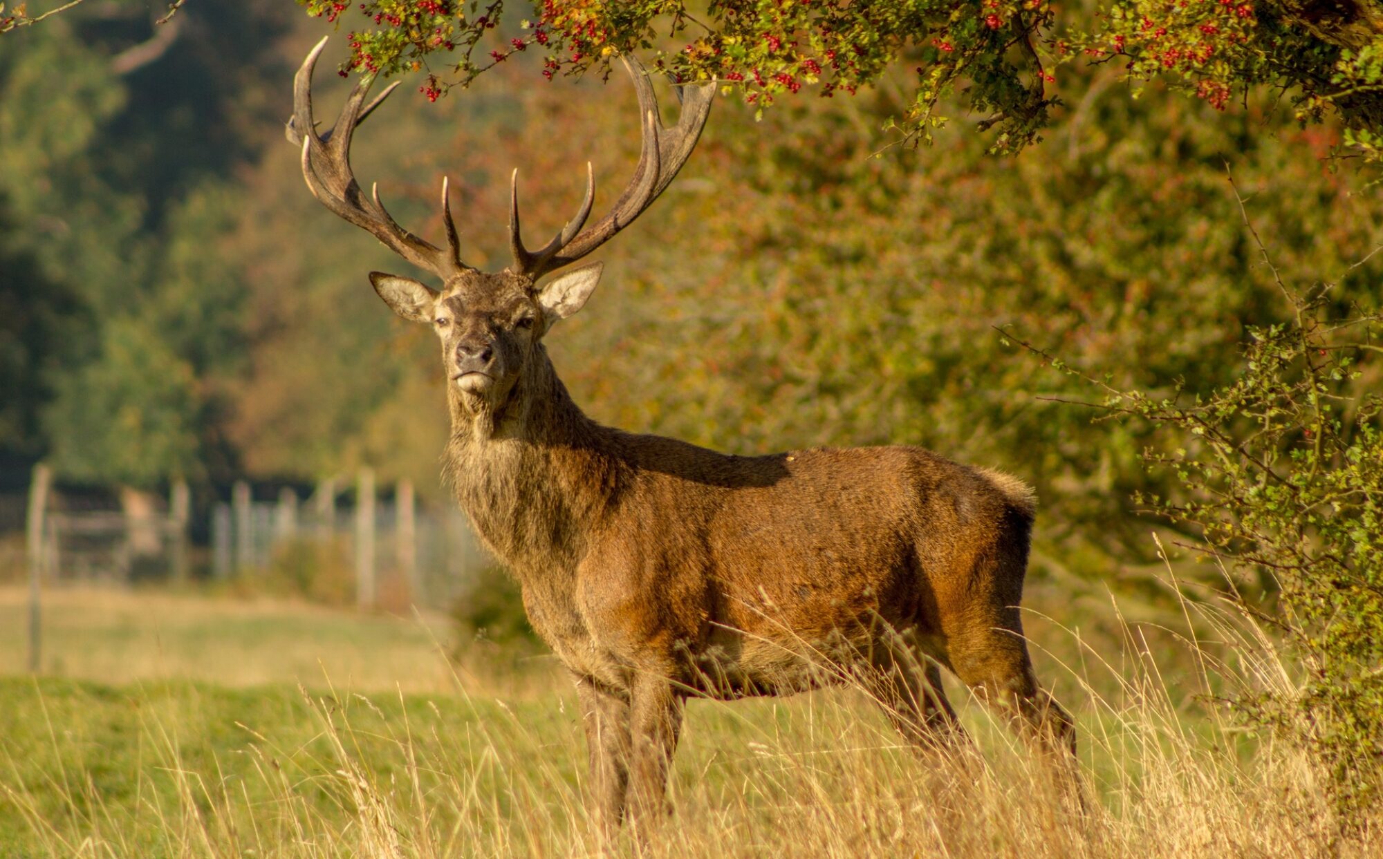 Red Stag in forest